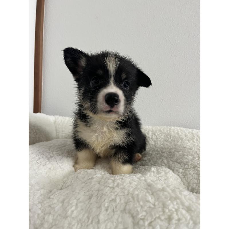 販売中の和歌山県のウェルシュコーギーペンブローク-418663の18枚目