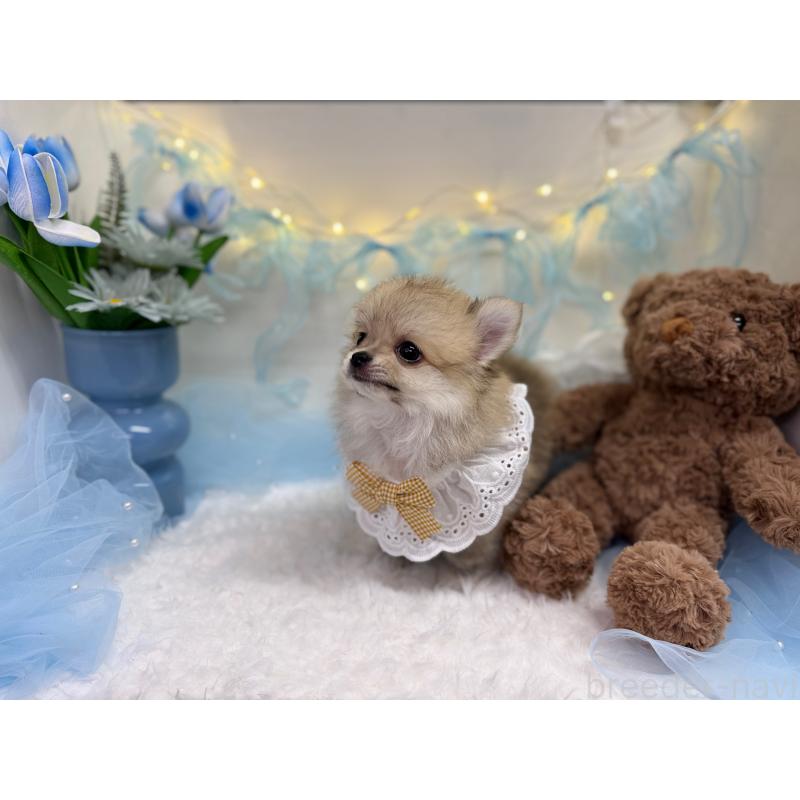 販売中の岡山県のミックス犬-420141の3枚目