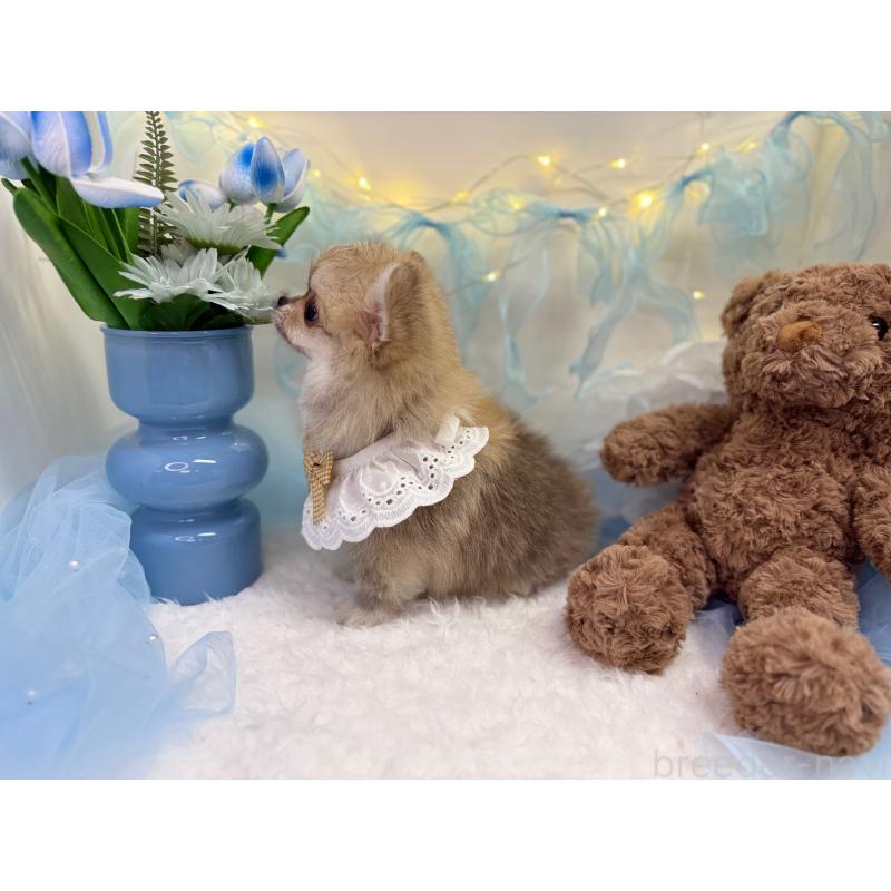 販売中の岡山県のミックス犬-420141の2枚目