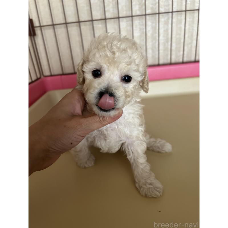 成約済の広島県のトイプードル-418607の10枚目