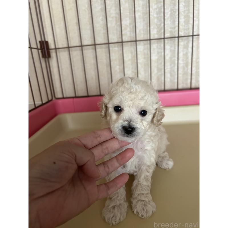 成約済の広島県のトイプードル-418605の2枚目