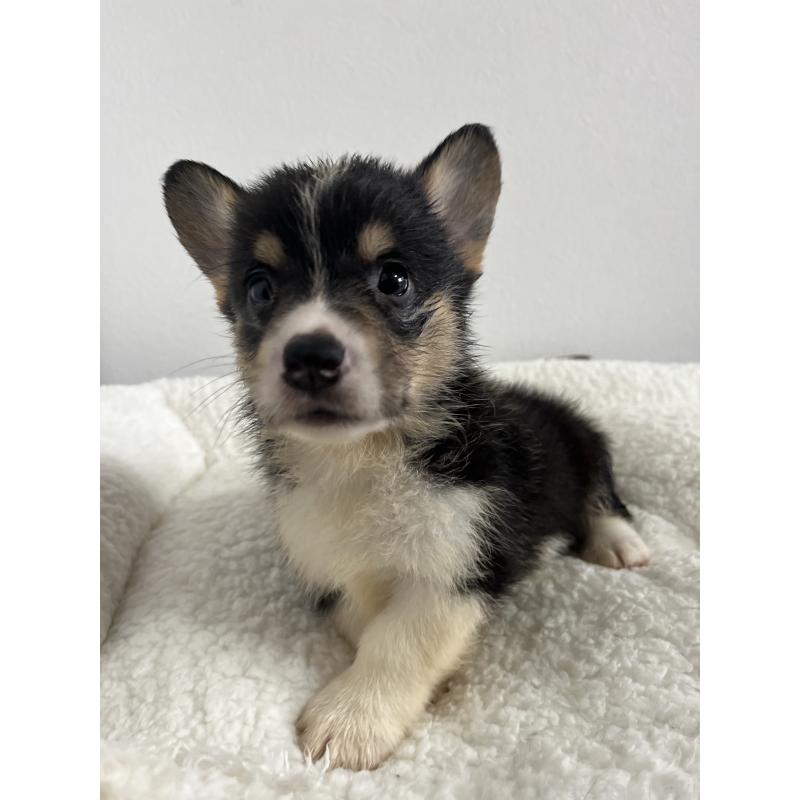 販売中の和歌山県のウェルシュコーギーペンブローク-418666の22枚目