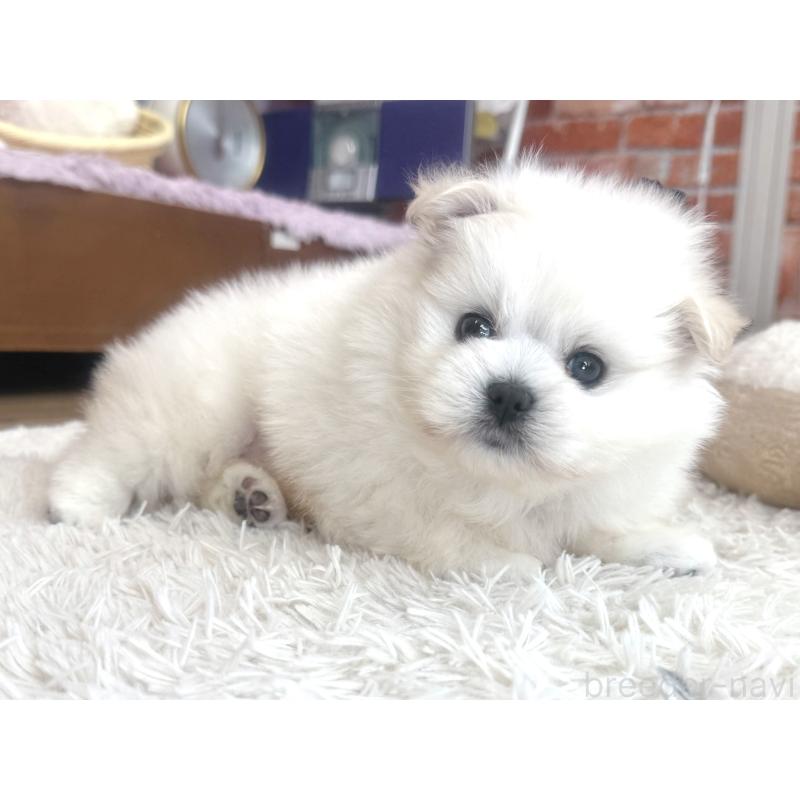 販売中の神奈川県のミックス犬-420142の5枚目