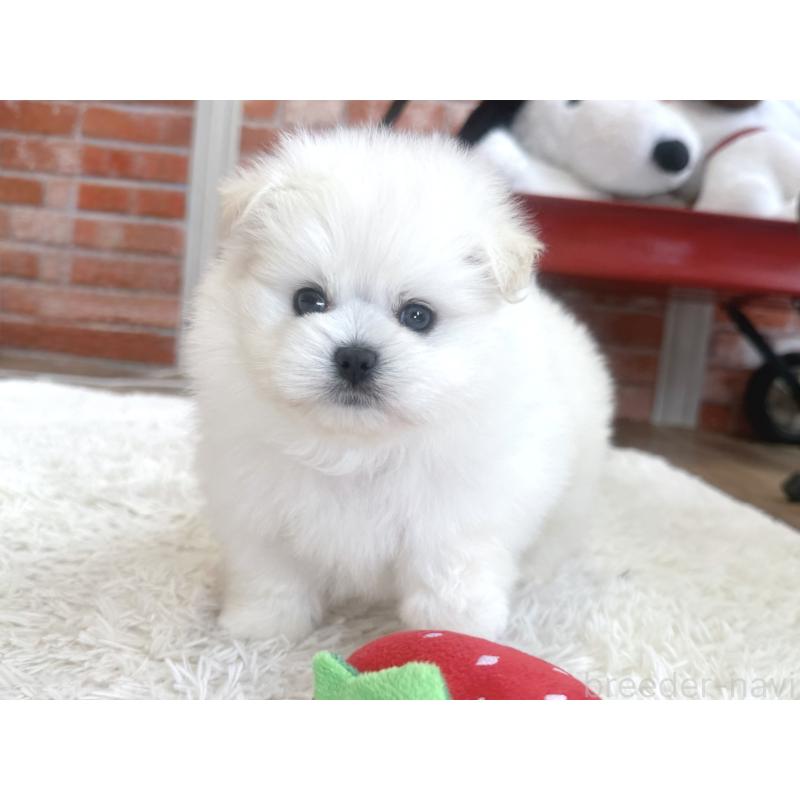 販売中の神奈川県のミックス犬-420142の4枚目