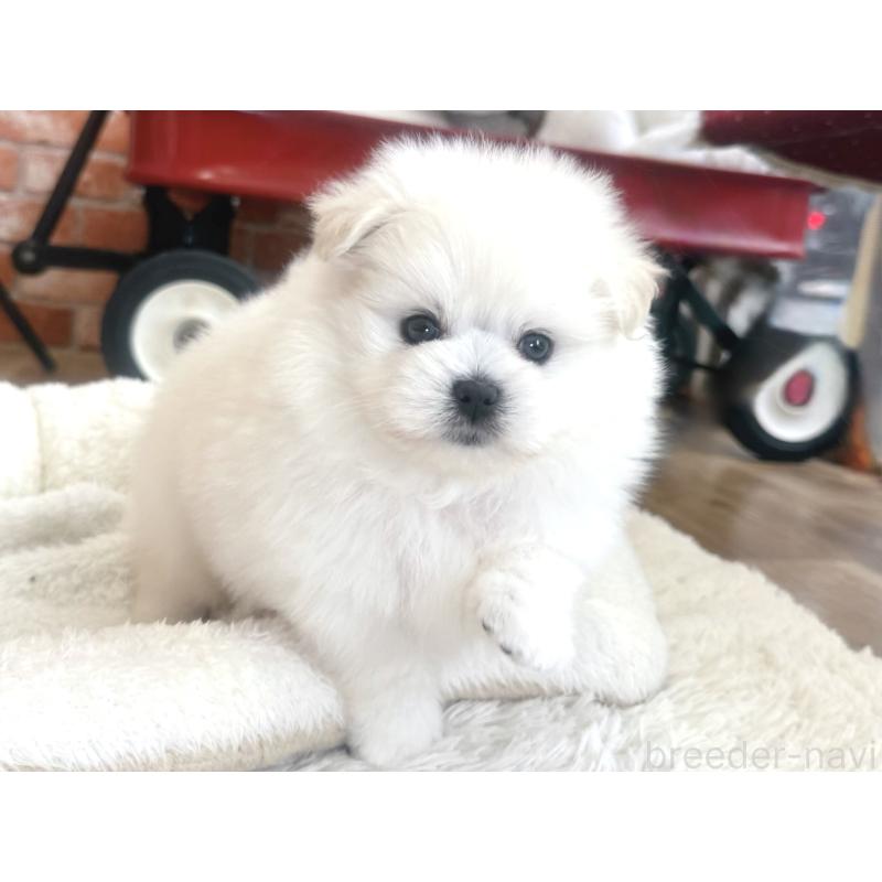 販売中の神奈川県のミックス犬-420142の3枚目