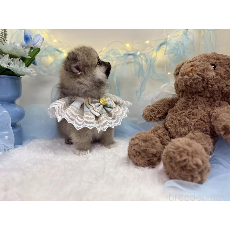 販売中の岡山県のミックス犬-420143の3枚目