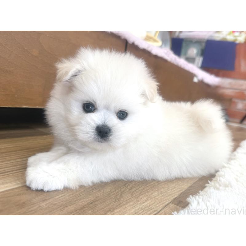 販売中の神奈川県のミックス犬-420142の2枚目