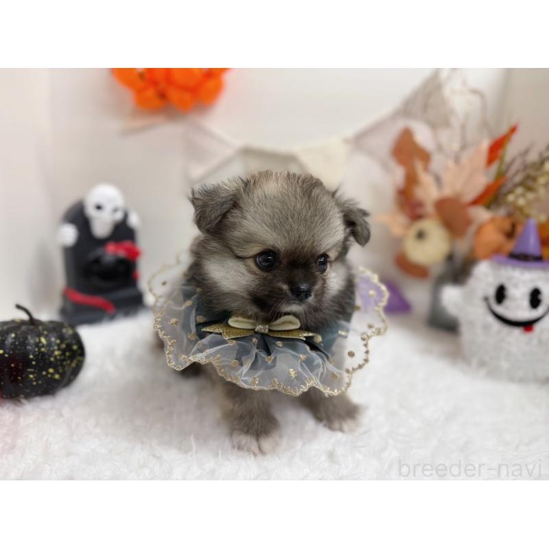 販売中の岡山県のミックス犬-420143の2枚目
