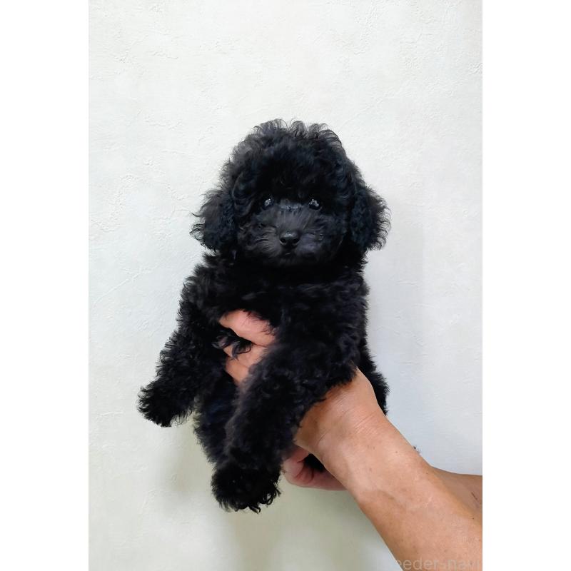 成約済の千葉県のトイプードル-419150の6枚目