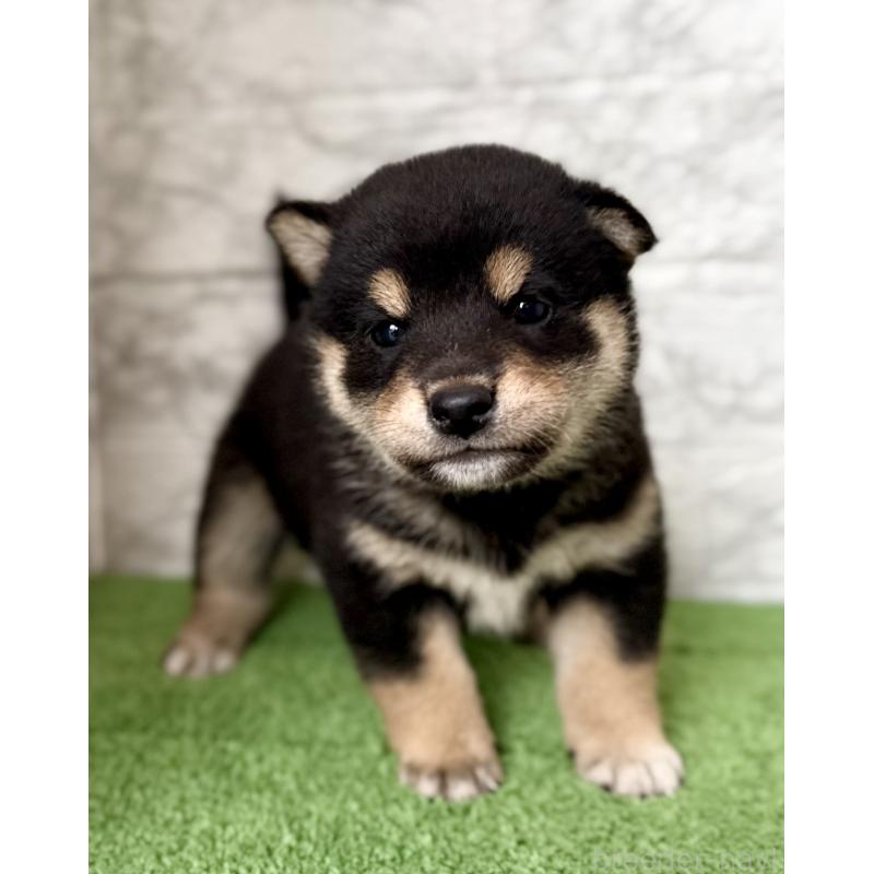 販売中の埼玉県の柴犬-417510