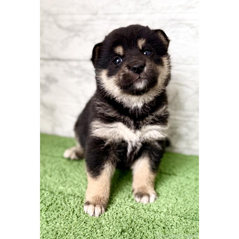 販売中の埼玉県の柴犬-417508