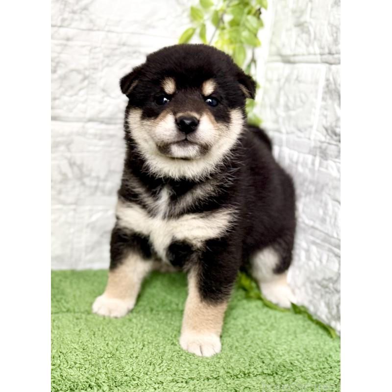 販売中の埼玉県の柴犬-420146の1枚目