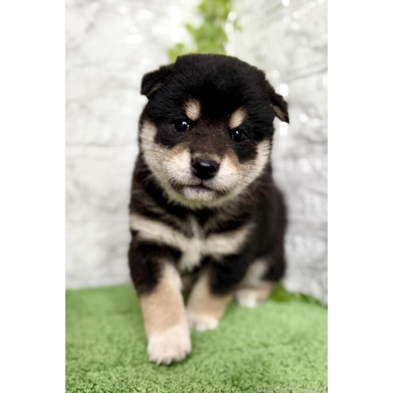 販売中の埼玉県の柴犬-420146の8枚目