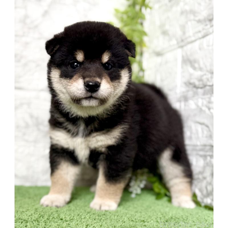 販売中の埼玉県の柴犬-420146の7枚目