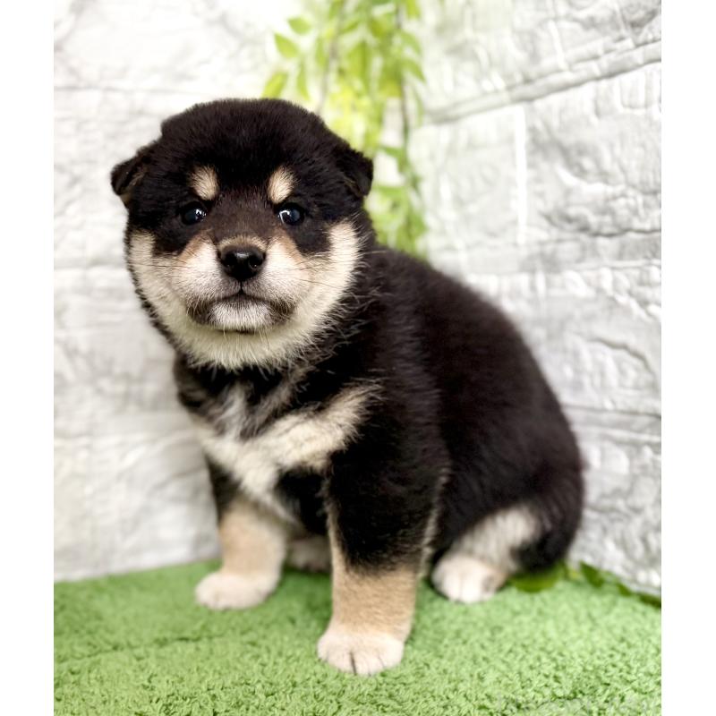 販売中の埼玉県の柴犬-420146の6枚目