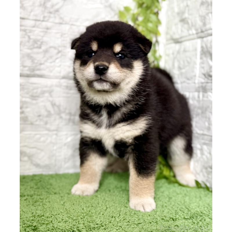 販売中の埼玉県の柴犬-420146の5枚目