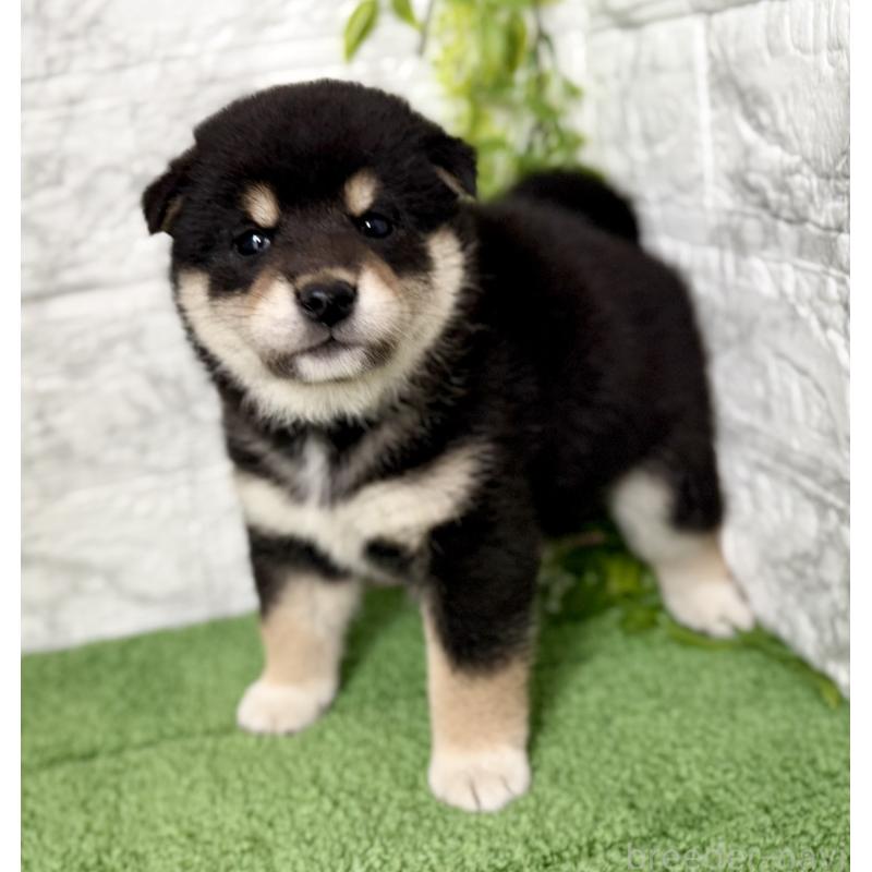 販売中の埼玉県の柴犬-420146の4枚目