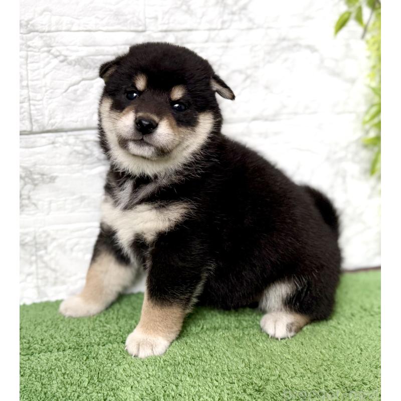 販売中の埼玉県の柴犬-420146の3枚目