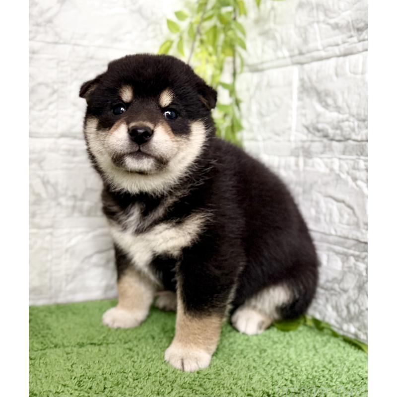 販売中の埼玉県の柴犬-420146の2枚目