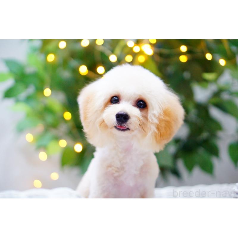 成約済の兵庫県のトイプードル-418742の2枚目