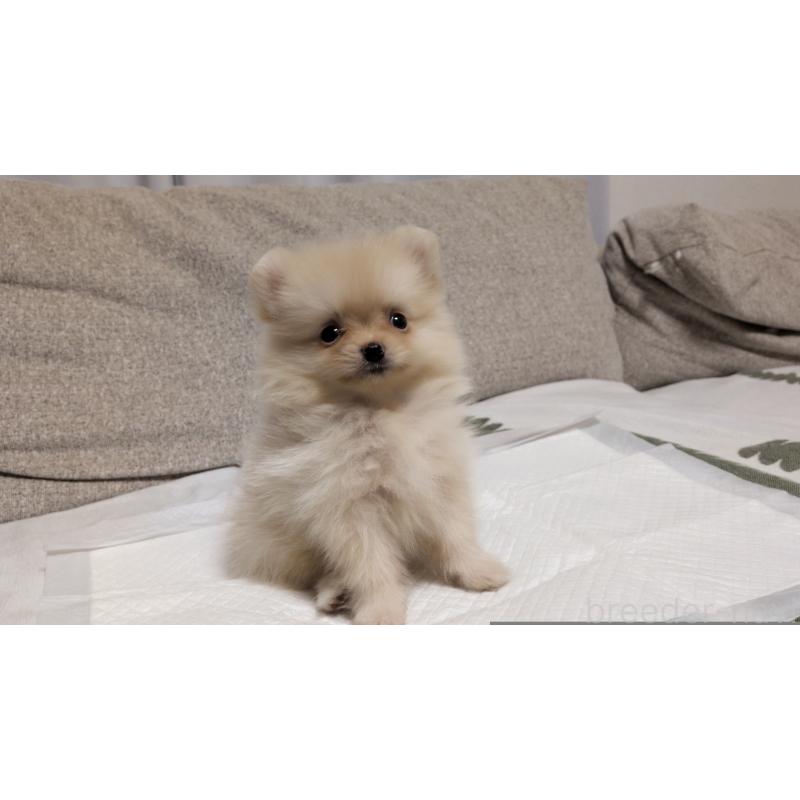 成約済の茨城県のポメラニアン-420150の9枚目