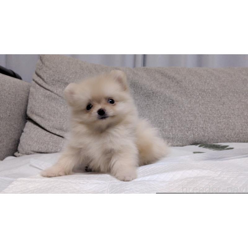 成約済の茨城県のポメラニアン-420150の7枚目