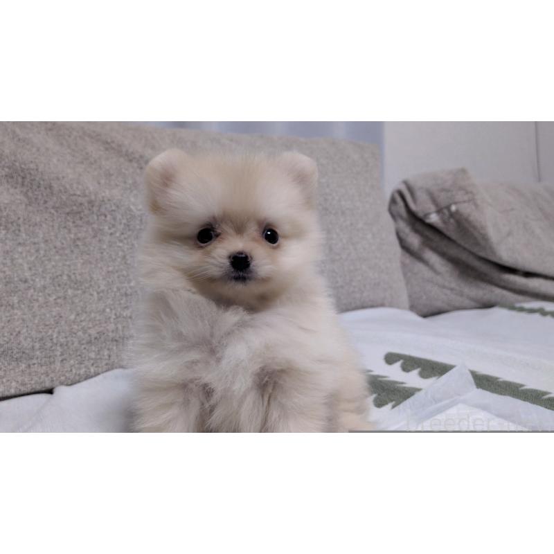 成約済の茨城県のポメラニアン-420150の6枚目