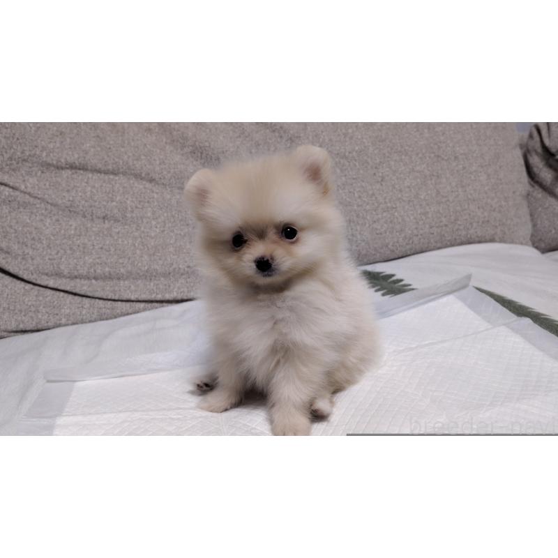 成約済の茨城県のポメラニアン-420150の5枚目