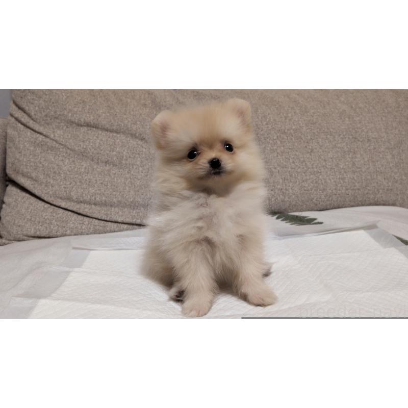 成約済の茨城県のポメラニアン-420150の4枚目