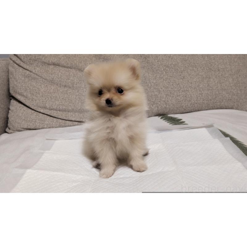 成約済の茨城県のポメラニアン-420150の3枚目