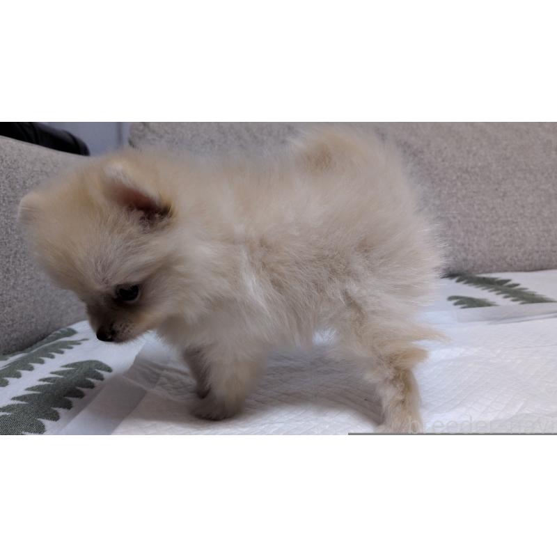 成約済の茨城県のポメラニアン-420150の2枚目