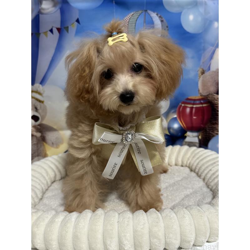 販売中の埼玉県のティーカッププードル-396070の5枚目