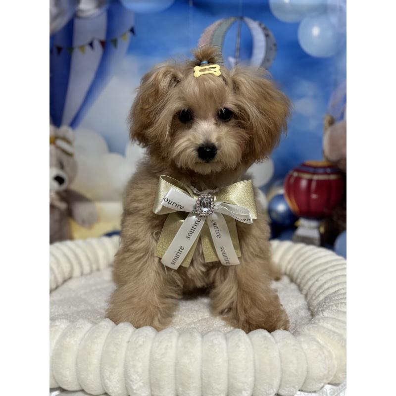 販売中の埼玉県のティーカッププードル-396070の4枚目