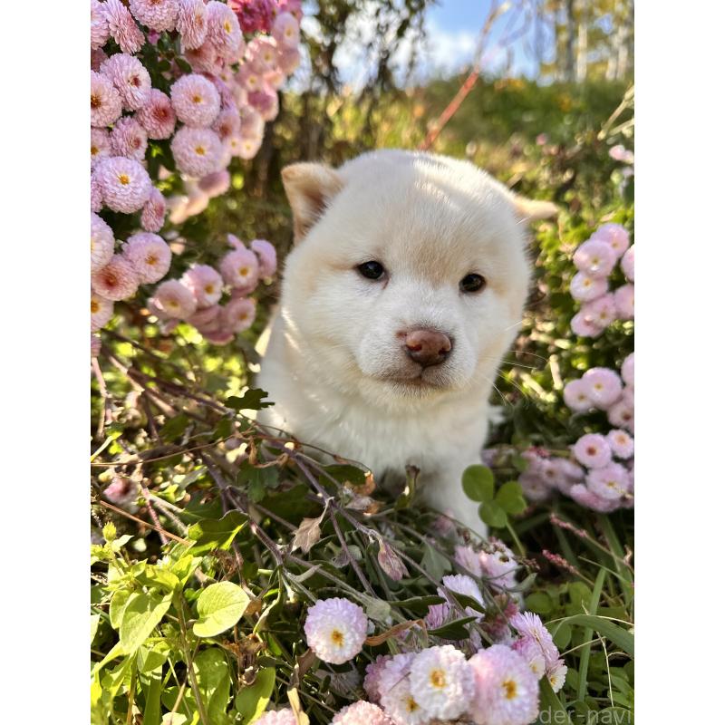 販売中の北海道の柴犬-420158の8枚目