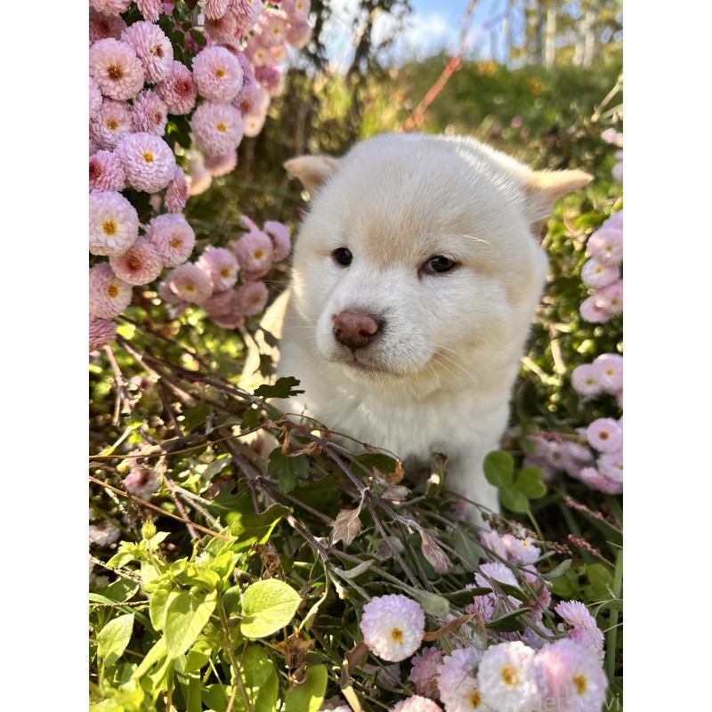 販売中の北海道の柴犬-420158の7枚目