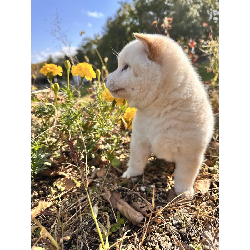 販売中の北海道の柴犬-420158の5枚目