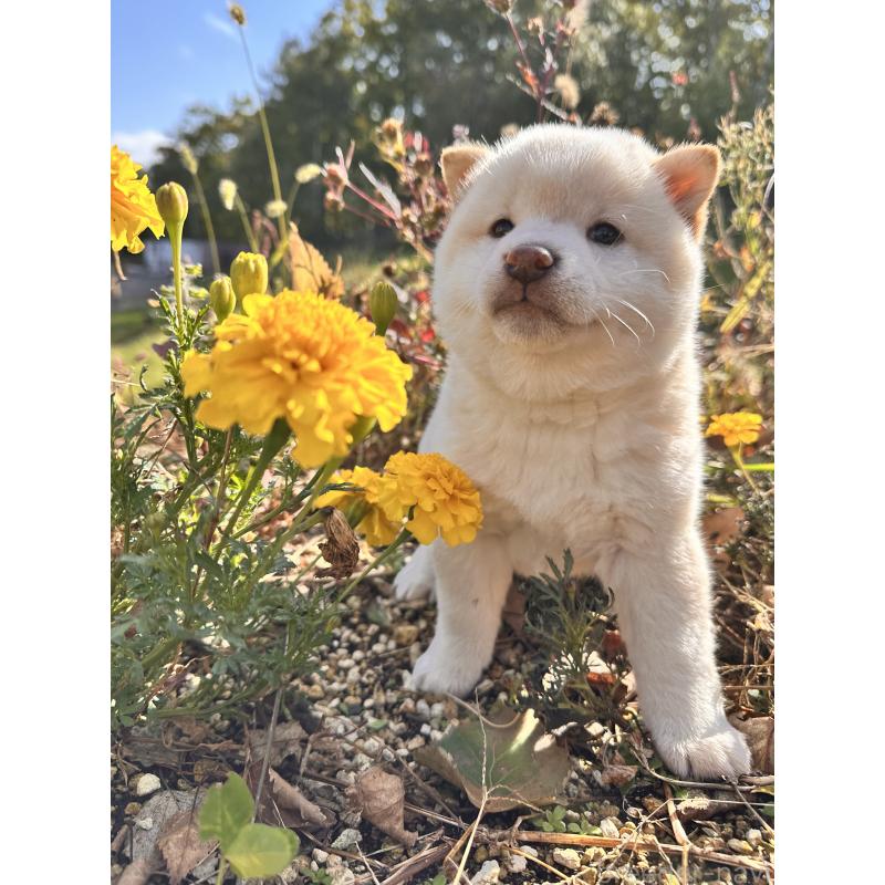 販売中の北海道の柴犬-420158の3枚目