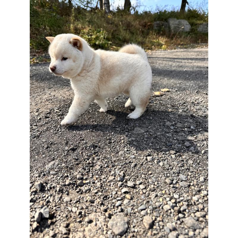 販売中の北海道の柴犬-420158の2枚目