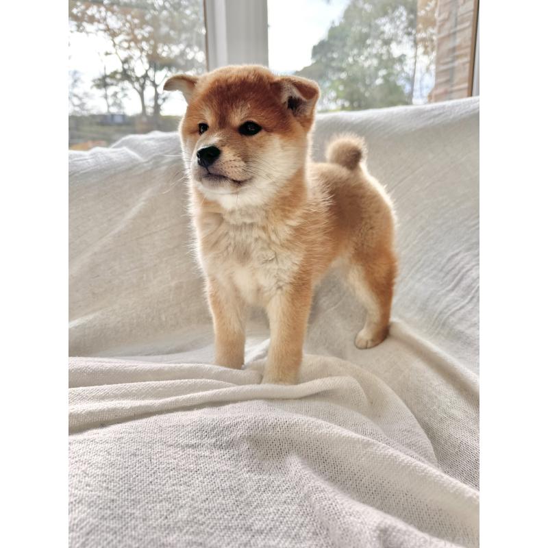 販売中の北海道の柴犬-420161の11枚目