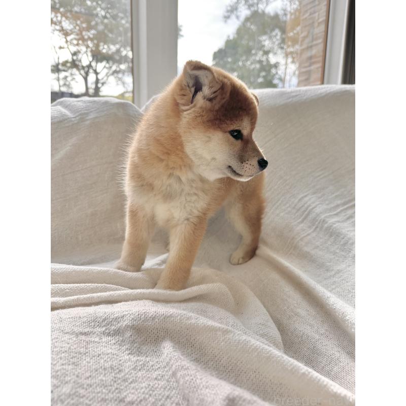 販売中の北海道の柴犬-420161の10枚目