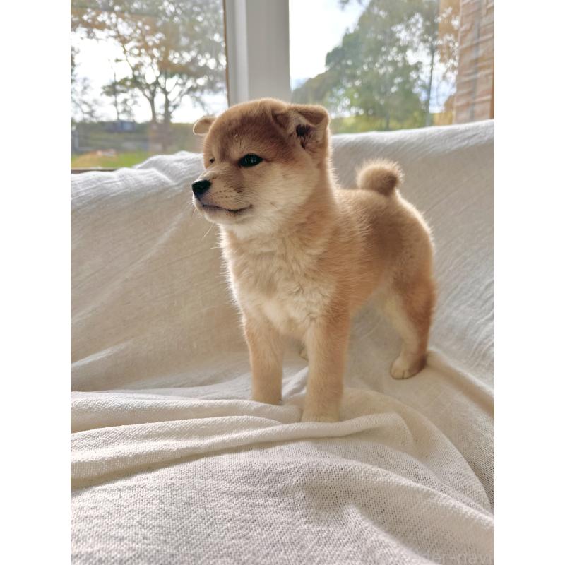 販売中の北海道の柴犬-420161の9枚目