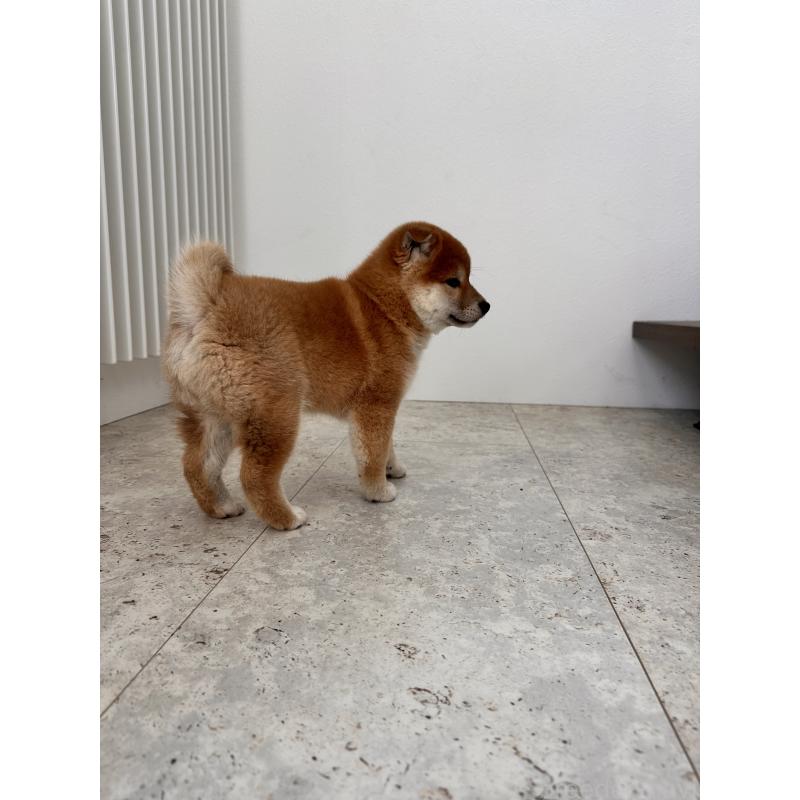 販売中の北海道の柴犬-420161の8枚目