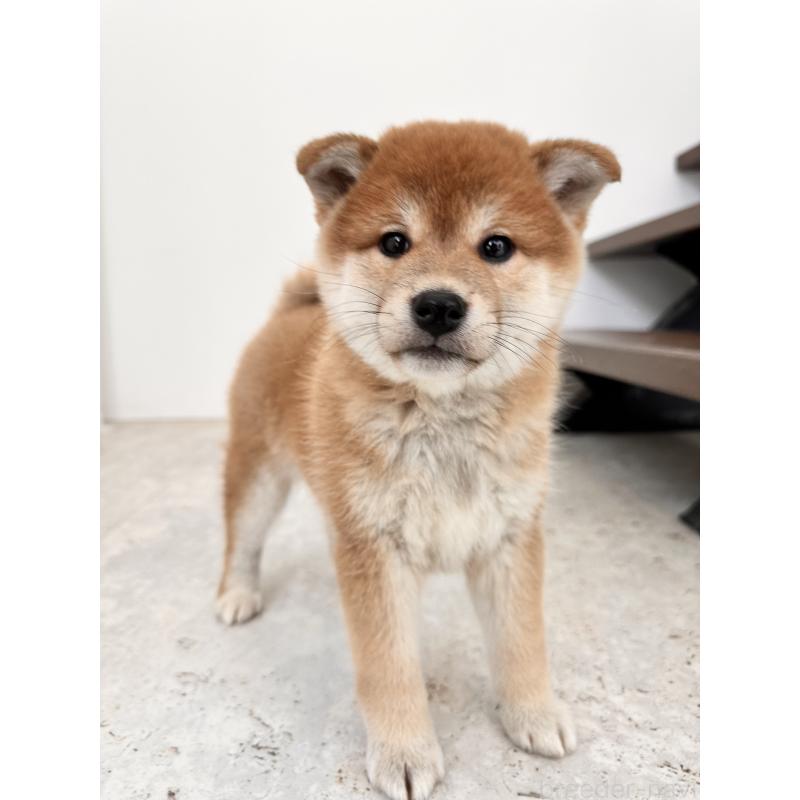 販売中の北海道の柴犬-420161の7枚目