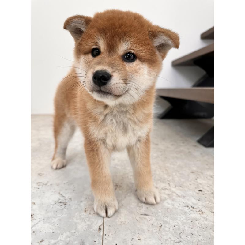 販売中の北海道の柴犬-420161の6枚目
