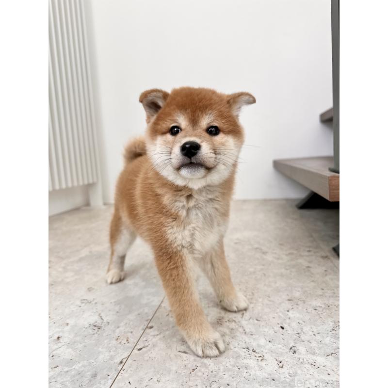 販売中の北海道の柴犬-420161の5枚目