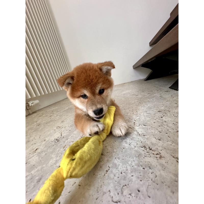 販売中の北海道の柴犬-420161の3枚目