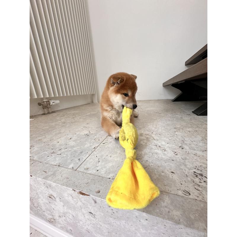販売中の北海道の柴犬-420161の2枚目