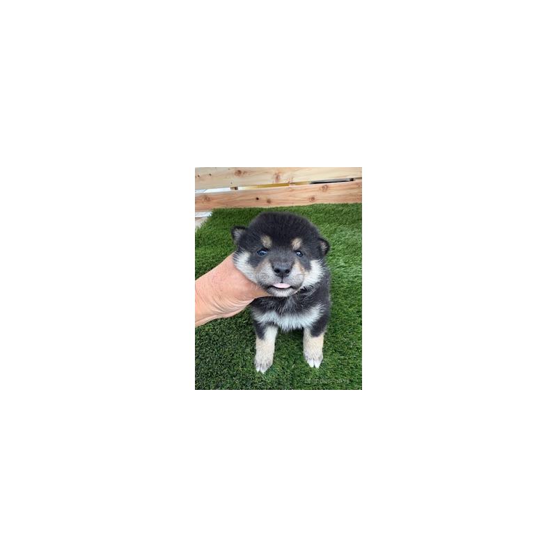販売中の広島県の柴犬-420162の5枚目
