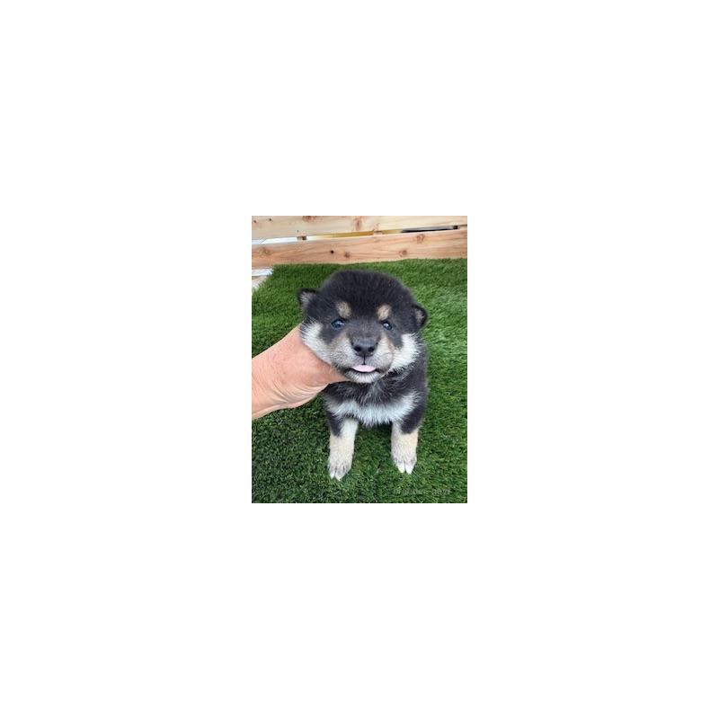 販売中の広島県の柴犬-420162の4枚目