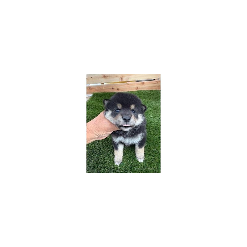 販売中の広島県の柴犬-420162の3枚目